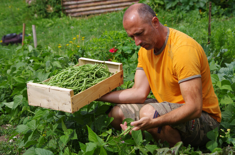 jardinage – récolte de haricots au potager