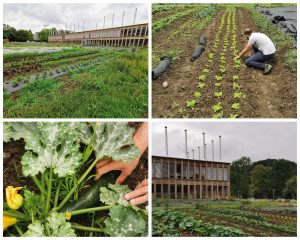 Agriculture urbain à la maison administrative de la province de Namur