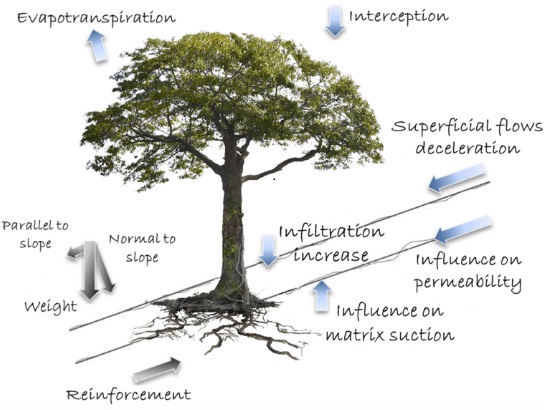 Schéma fonctions arbre _geoscience